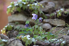 maebaltop天空,鲜花,紫色的花朵