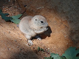 幼獸,動(dòng)物園,動(dòng)物