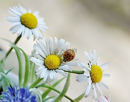 雛菊,花,開花