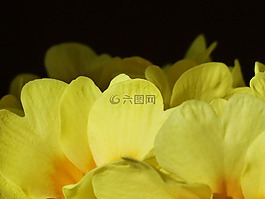 報春花,花,開花
