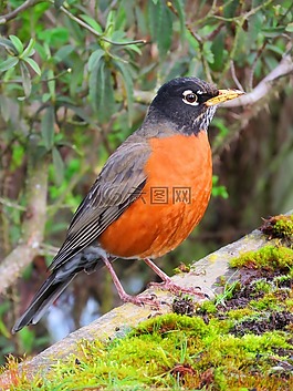 知更鳥(niǎo),鳥(niǎo),觀鳥(niǎo)