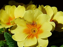 報春花,花,開花