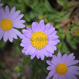 鮮花,花瓣,植物