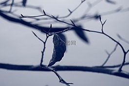 葉子,性質(zhì),春天