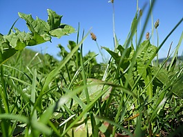 性質(zhì),天空,草
