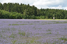 紫色,場,花卉