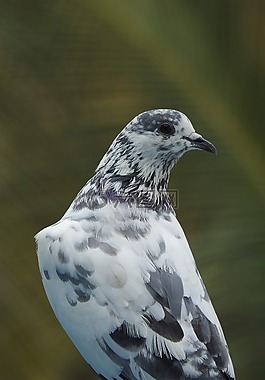 鴿子,鳥,黑白