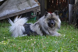 wolfsspitz,木,狗