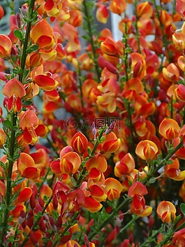 扫帚,鲜花,布什