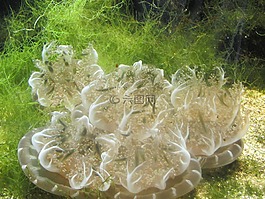 水母,水族館,海底世界