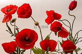 罌粟,klatschmohn,開花