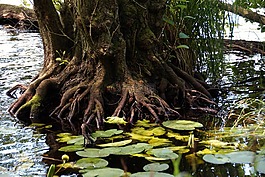根,树,泻湖