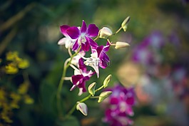 花,花園,綠色