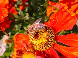 孫釀造,helenium,蜜蜂