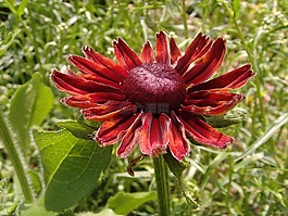 開花,花,太陽花