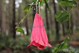 花,自然,花園