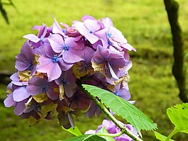 紫色,花,美麗