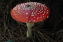 森林,菌類,新鮮
