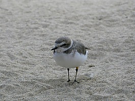 鳥,沙,海灘