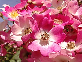 玫瑰,玫瑰花,開花