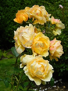黃色,玫瑰,花
