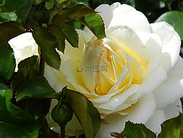 黃色,玫瑰,花