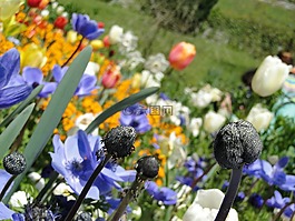 春天,鮮花,花