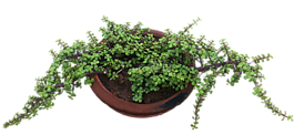 鍋,綠色的植物,自然