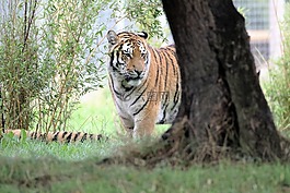 虎,大貓,野生動物