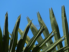 葉葉子,綠色,林冠