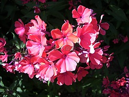 夏天,粉紅色的花,花的