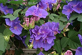 夏季,光明,開花