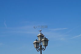 藍色,鷗,鳥