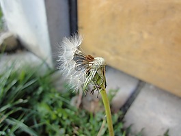 蒲公英,工廠,花
