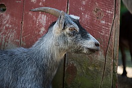 山羊,臉,動物