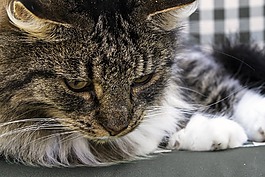 挪威森林猫,国内的猫,猫