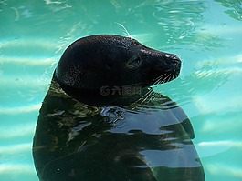 密封,水族館,自然