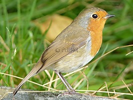 羅賓,鳥,鳴鳥