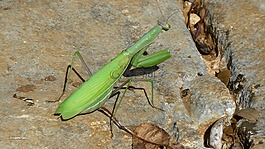 性質(zhì),bug,綠色