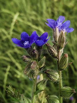 花,草地,開花