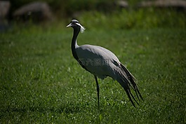 鷺,草,鳥
