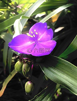 紫色,植物,花園