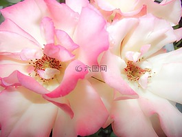 盛開,關(guān)閉,開花