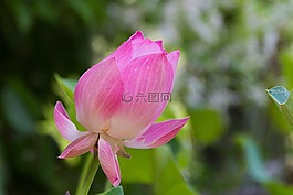 蓮花,花,粉紅色