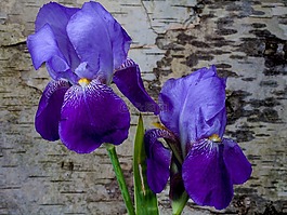 虹膜,花,春天