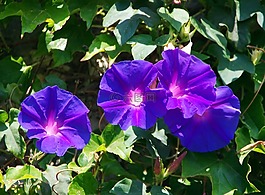 喇叭花,convolvulacée,蓝色的花