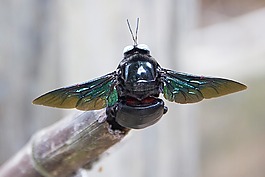 大黃蜂,紫色,蜇