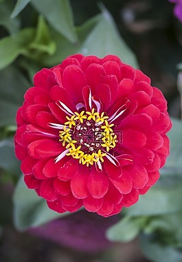 花卉,性質(zhì),宏