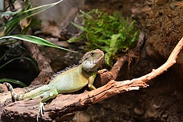 動(dòng)物園,巴塞爾,瑞士