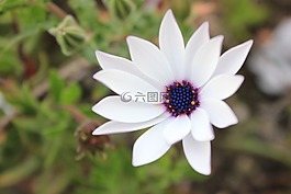 花,哥倫比亞,性質(zhì)